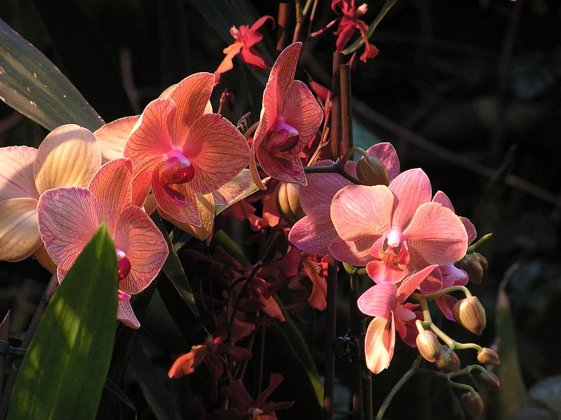 Orchidea.41.JPG - OLYMPUS DIGITAL CAMERA         